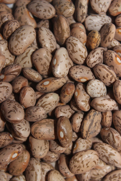 Pinto beans from Ness Farms in a 5 lb bag, fresh and dried, ready for cooking or preparing meals.