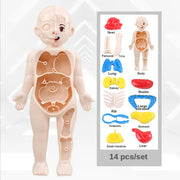14 Pcs DIY Human Organ Model - Fun Educational Anatomy Toy for Kids' Science Exploration