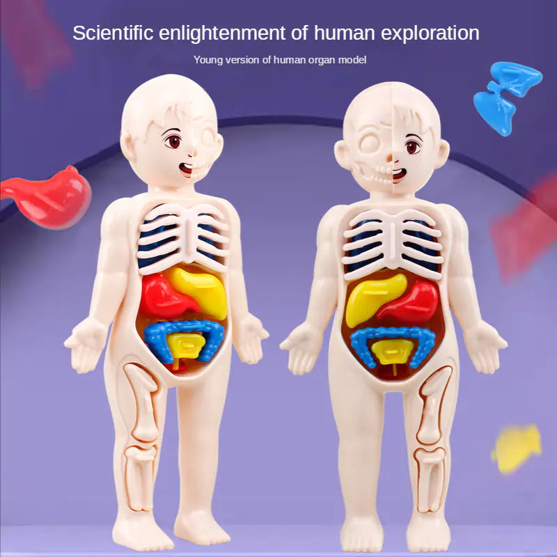 14 Pcs DIY Human Organ Model - Fun Educational Anatomy Toy for Kids' Science Exploration